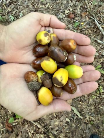 1 Three Forks Road South Pittsburg TN 37380