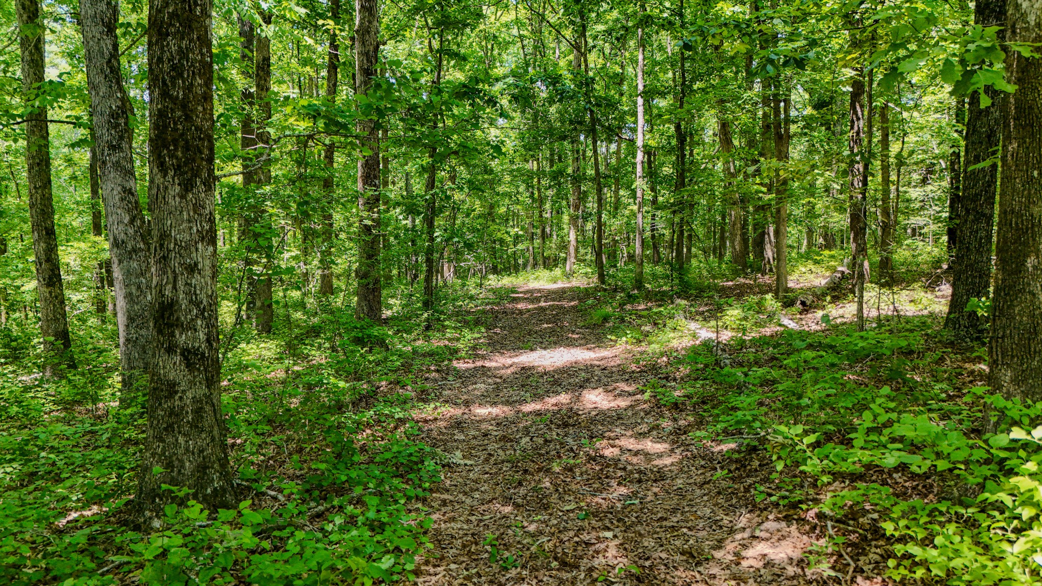 220 Ovilla Lane Lawrenceburg TN 38464