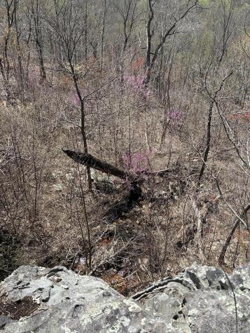 4093 Raulston Falls Road Jasper TN 37347