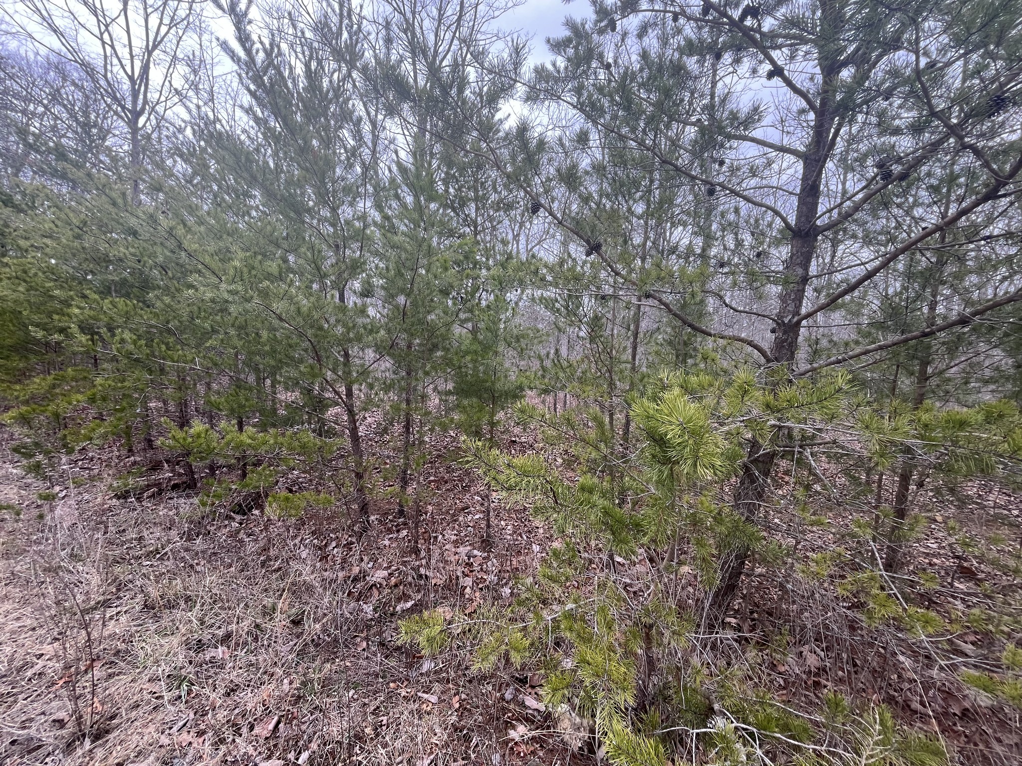 0 Maple Drive Pikeville TN 37367