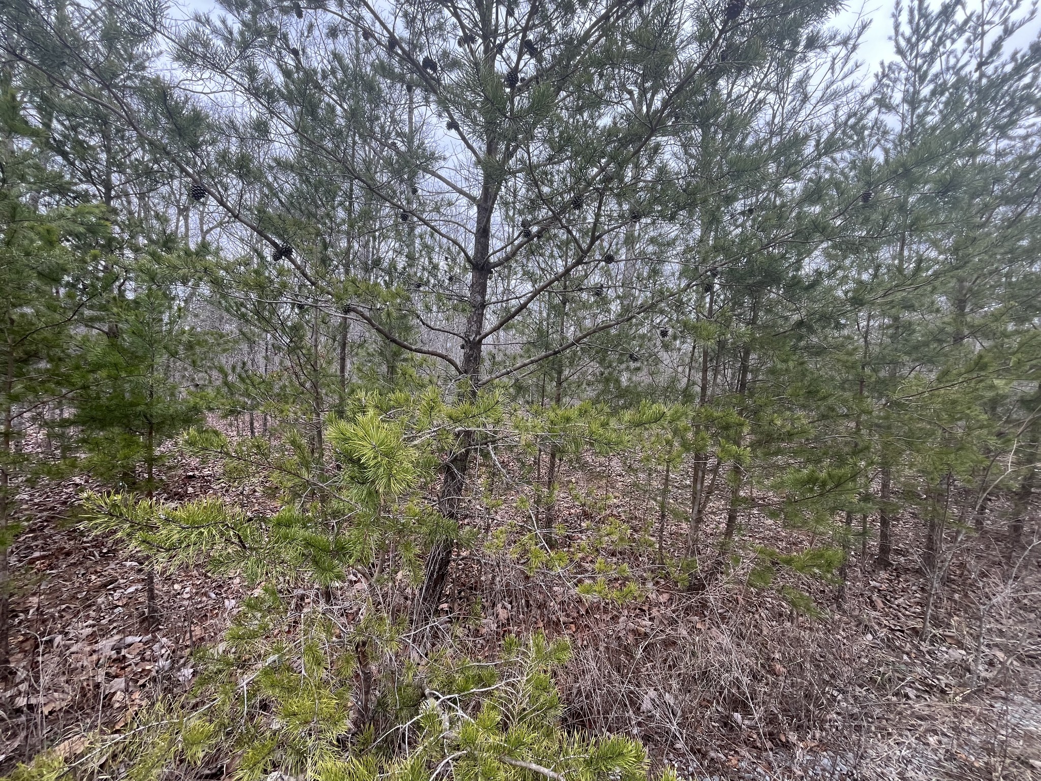 0 Maple Drive Pikeville TN 37367