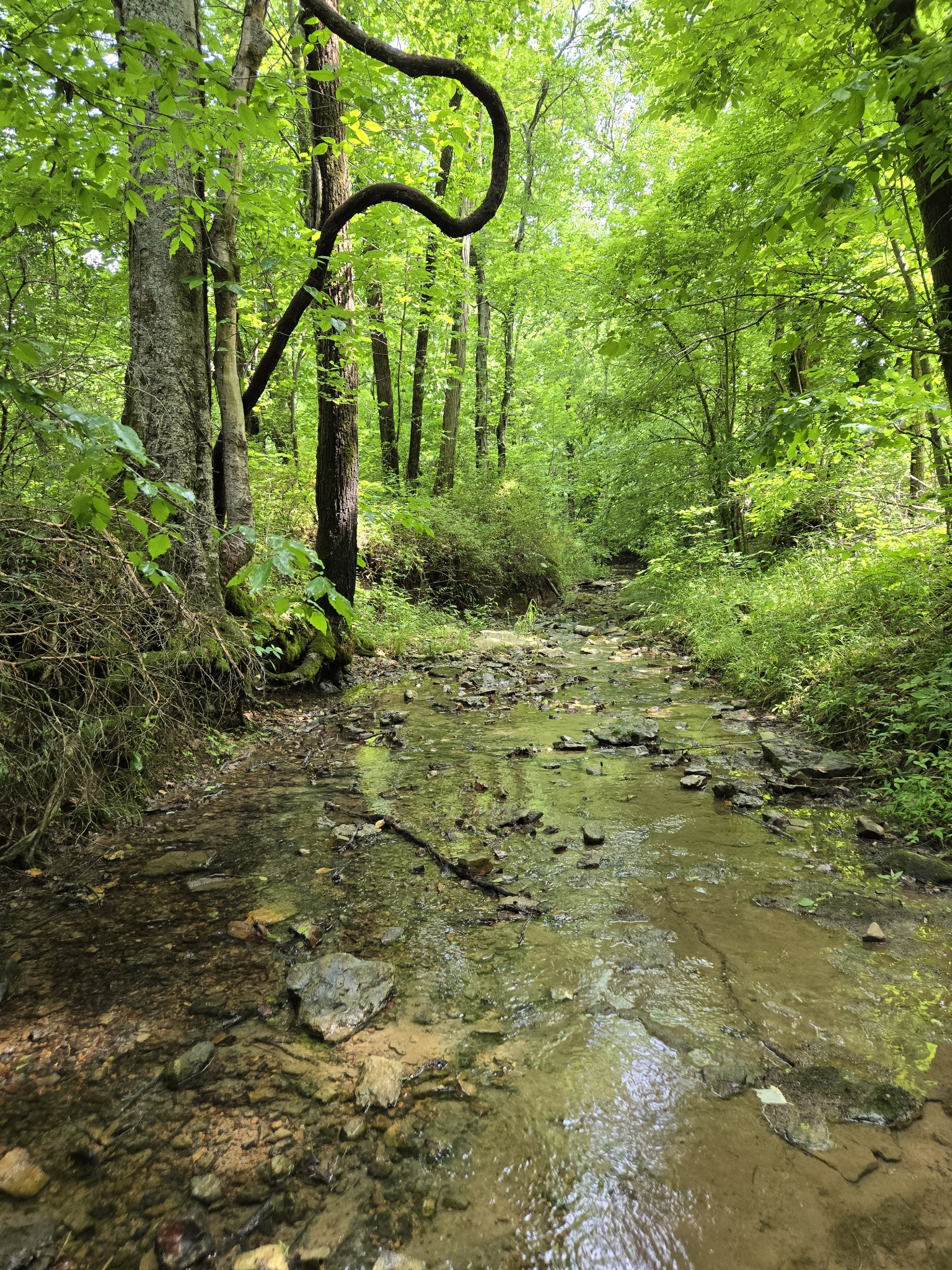 0 Mobley Ridge Road Duck River TN 38454