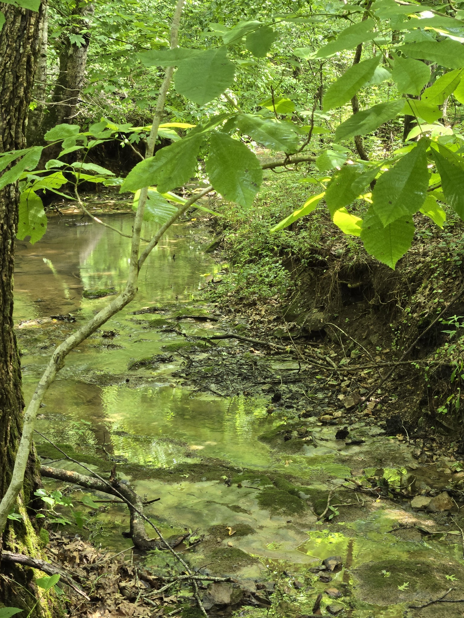 0 Mobley Ridge Road Duck River TN 38454