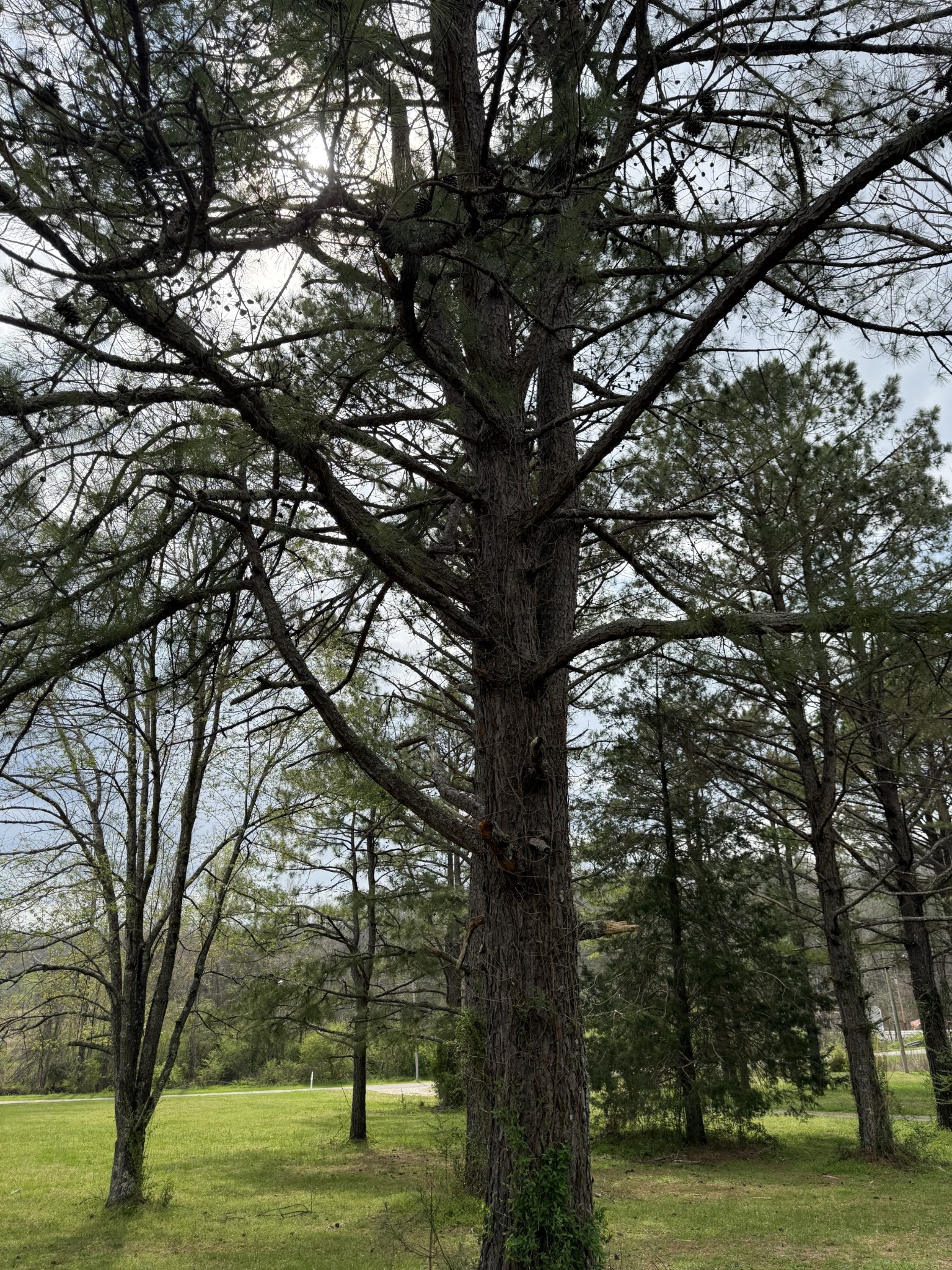 70 Spann Loop Waverly TN 37185