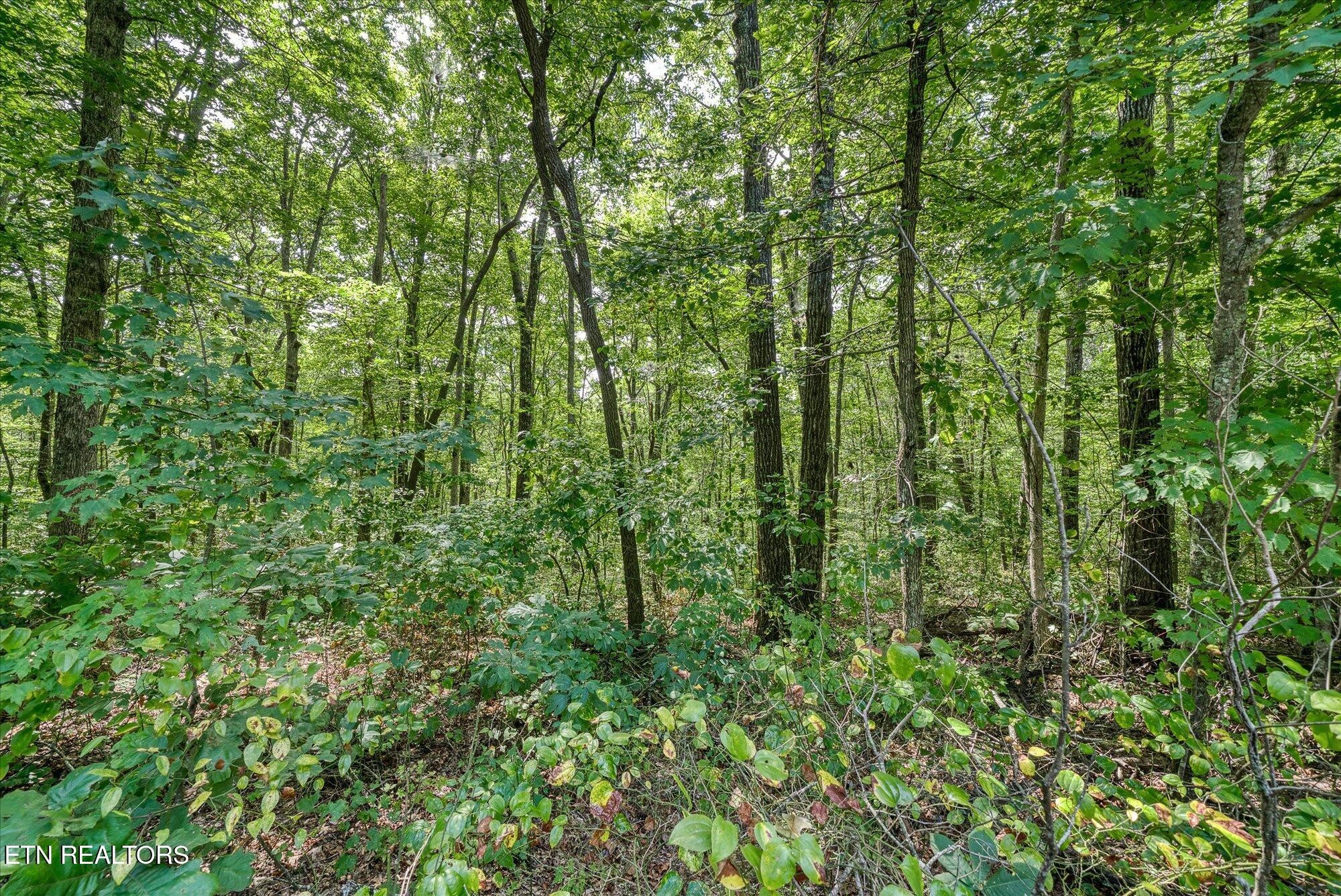 0 Creek Drive Monterey TN 38574
