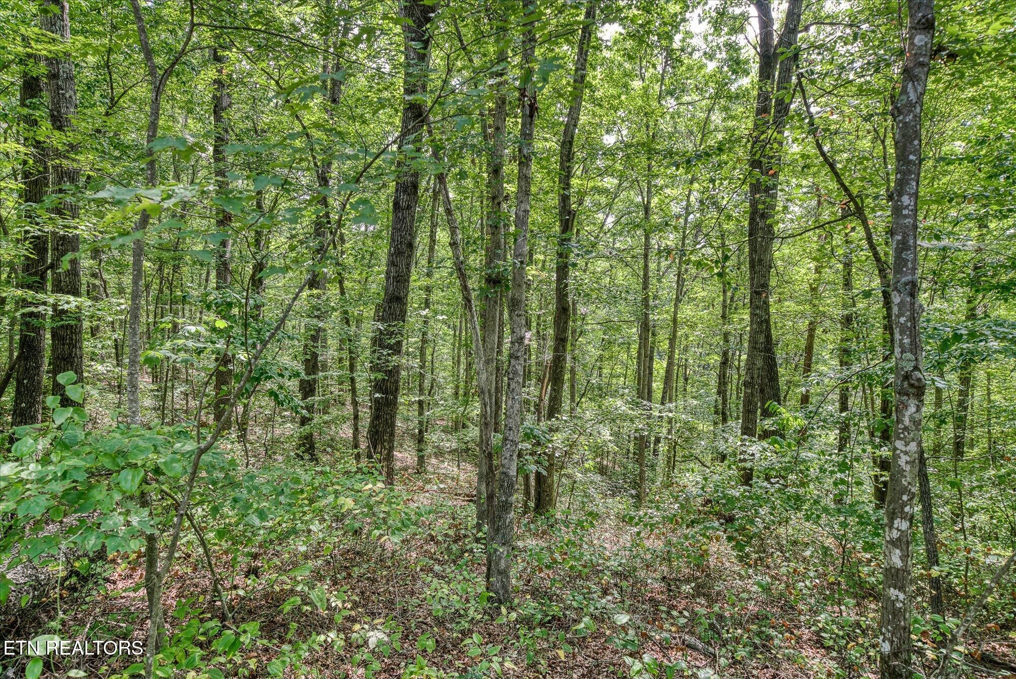 0 Creek Drive Monterey TN 38574