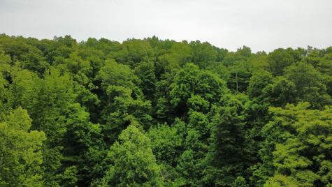 0 Love Branch Road Hampshire TN 38461
