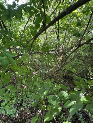 0 Oak Street Chattanooga TN 37404