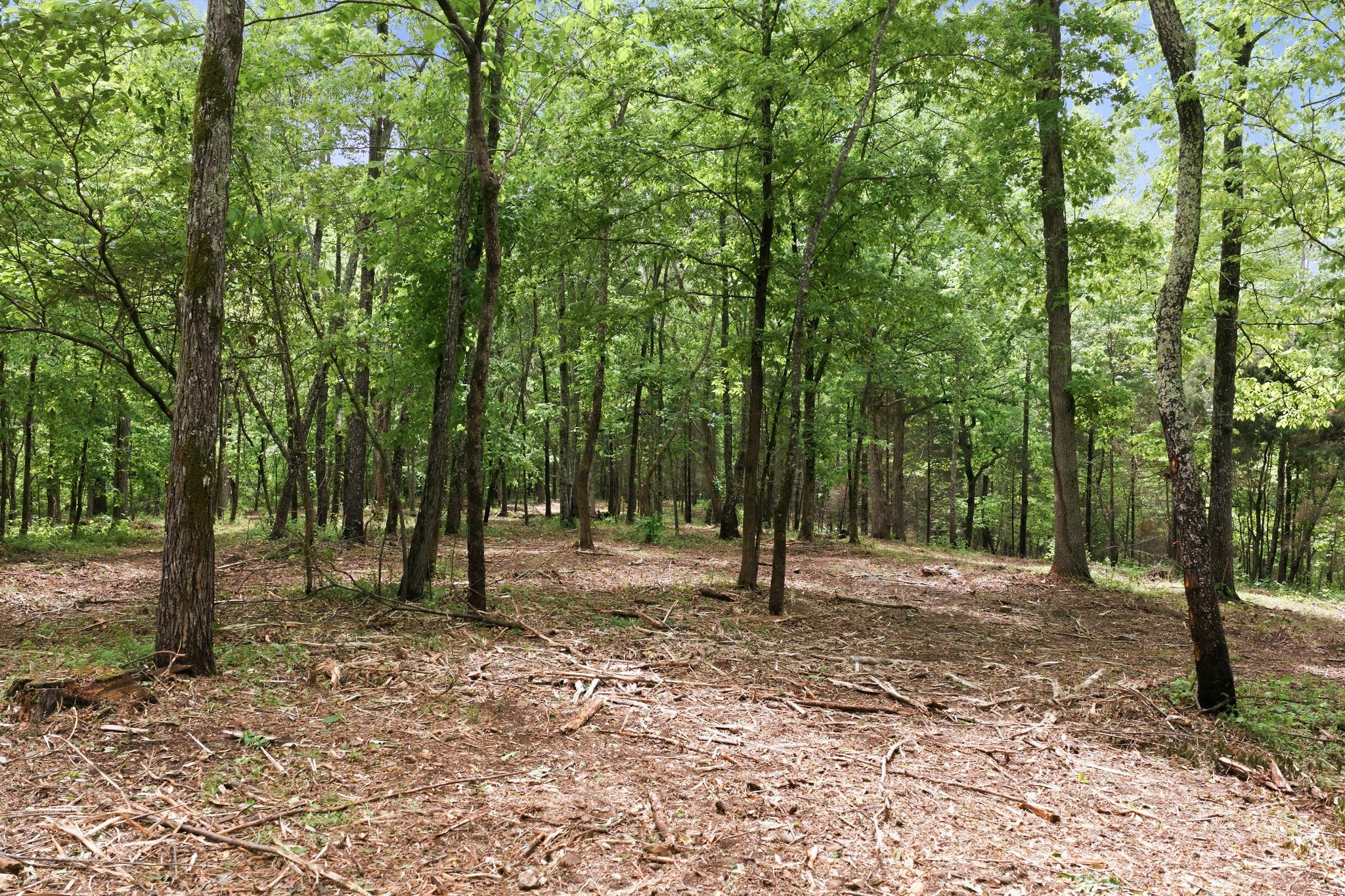 0 Willow Springs Road Lyles TN 37098