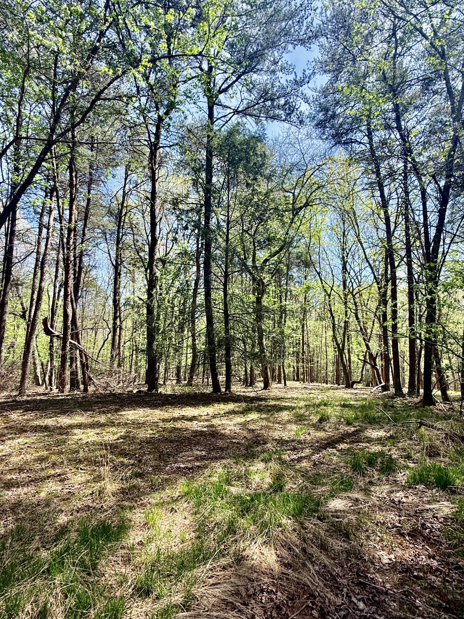 0 Timberwood Trace Lot 310 Monteagle TN 37356