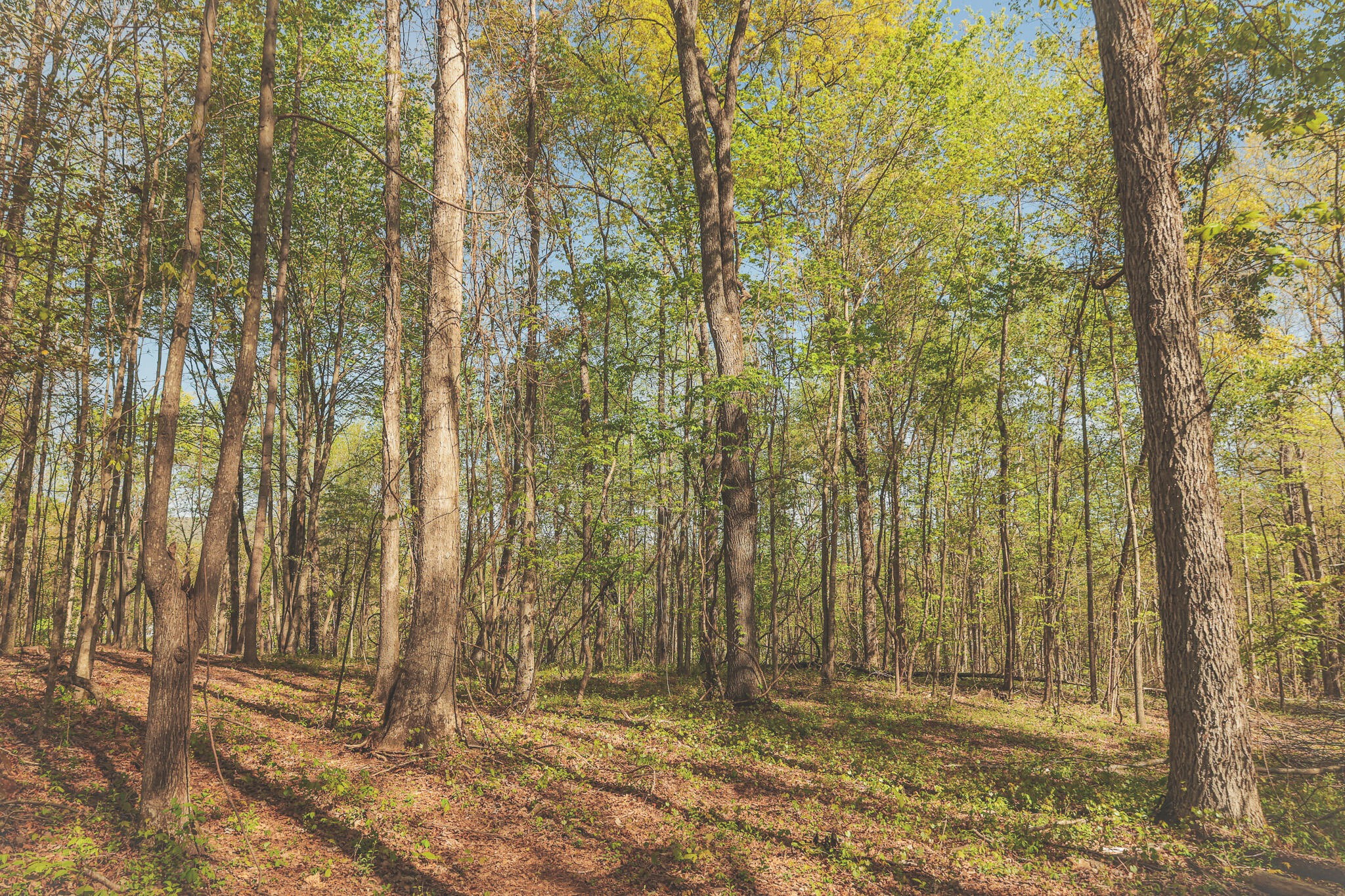 0 Howard Huttsell Lane Spring City TN 37381