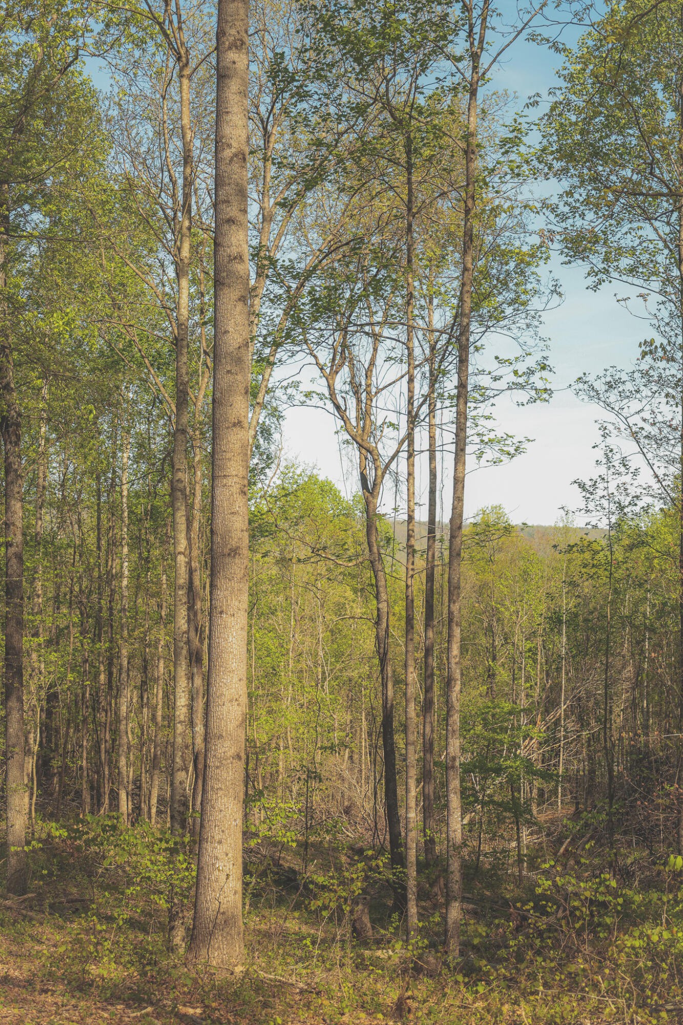 0 Howard Huttsell Lane Spring City TN 37381