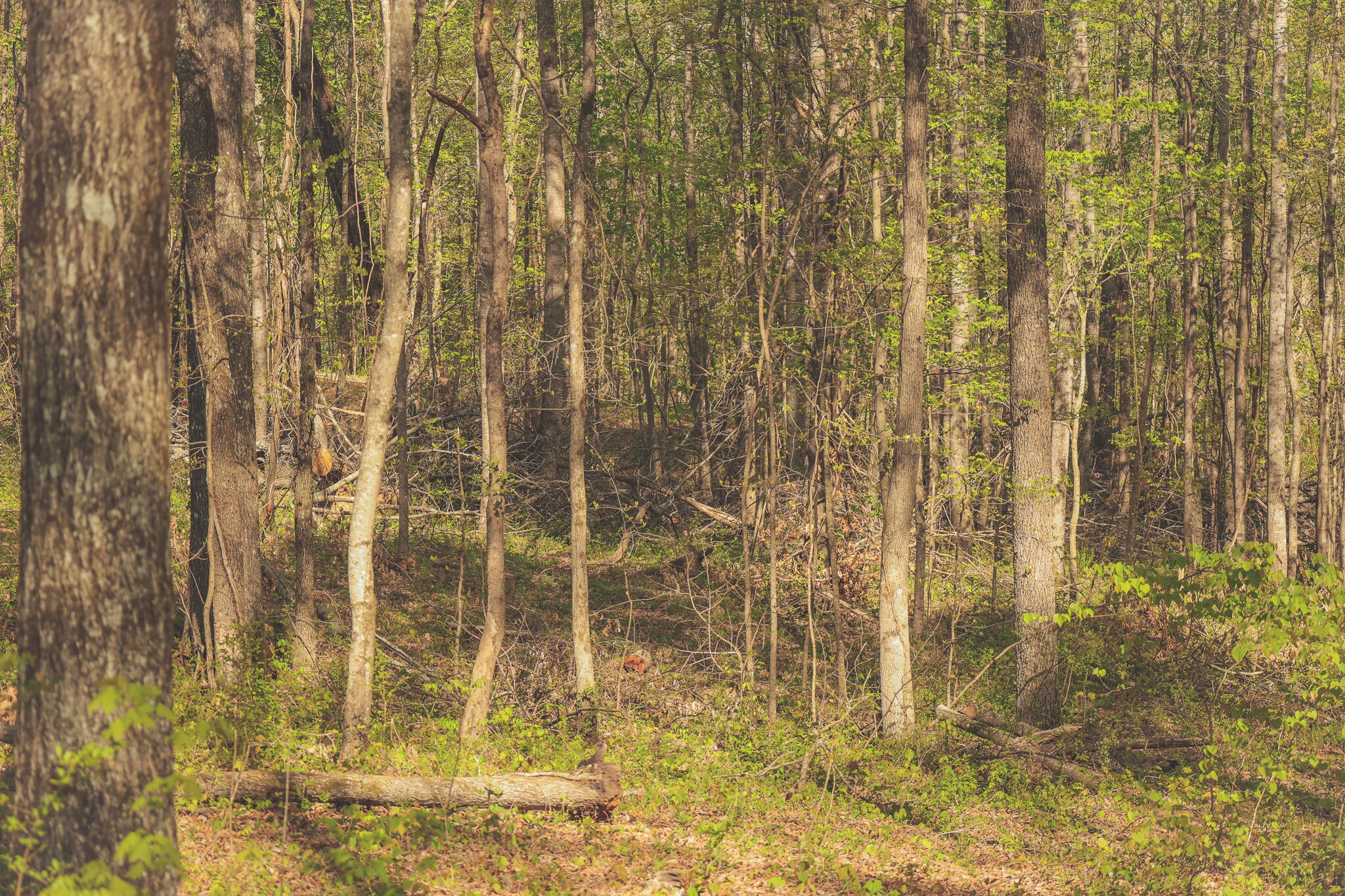 0 Howard Huttsell Lane Spring City TN 37381