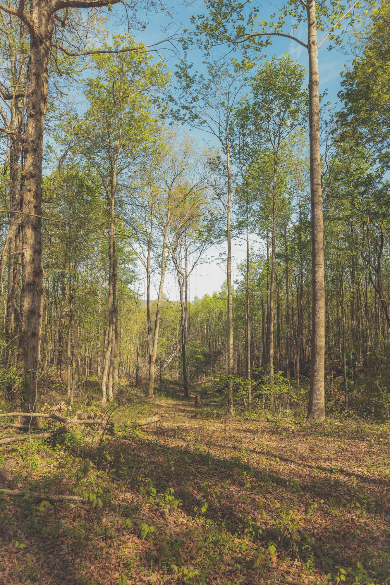 0 Howard Huttsell Lane Spring City TN 37381