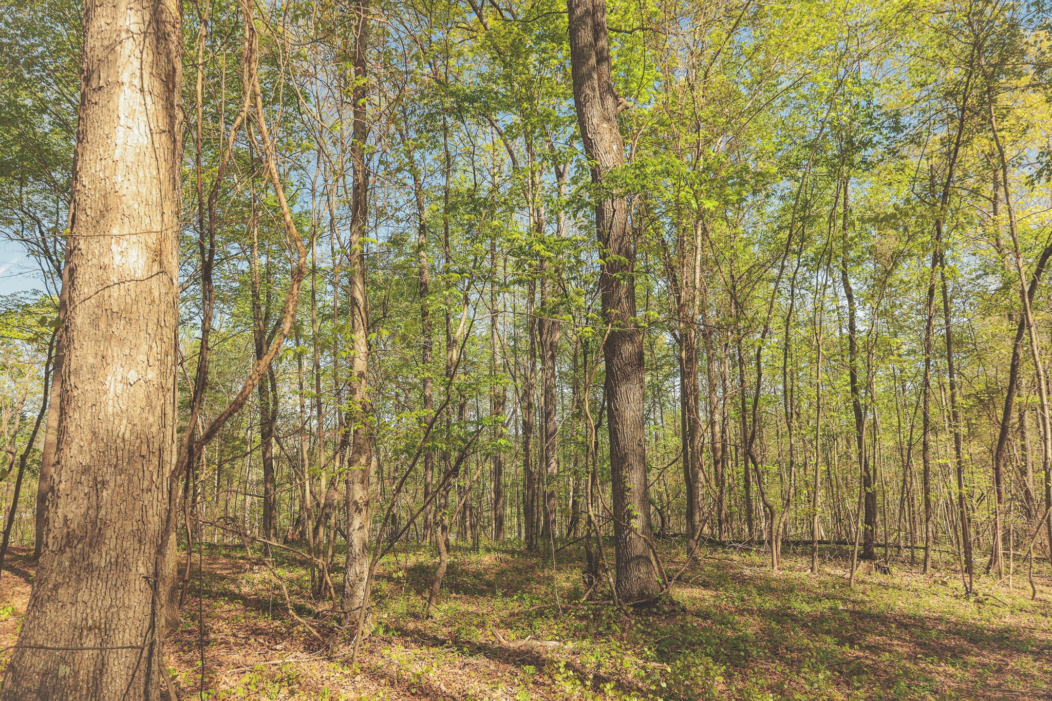 0 Howard Huttsell Lane Spring City TN 37381