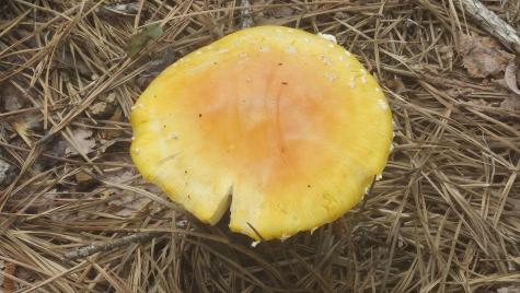 4560 Raulston Falls Road Jasper TN 37347