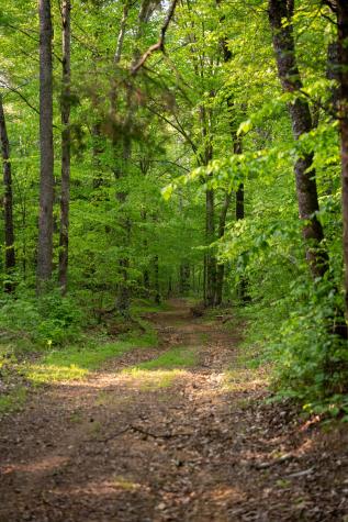 2 Pinewood Road Nunnelly TN 37137
