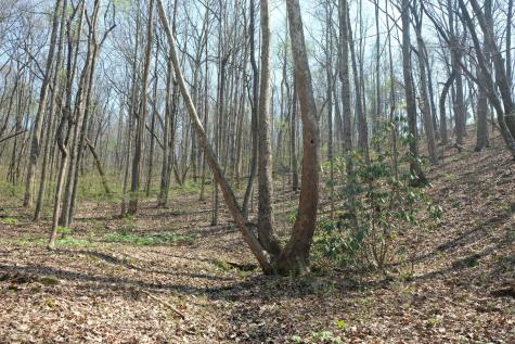 3578 Wolf Creek Road Spring City TN 37381
