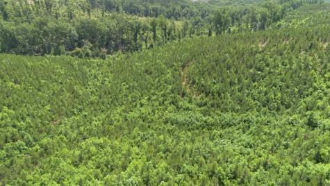 0 Low Gap Road Sugar Tree TN 38380