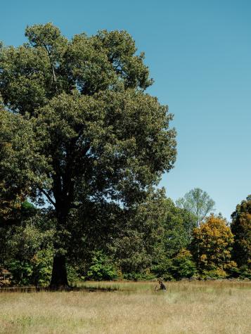 0 Pinewood Road Franklin TN 37064