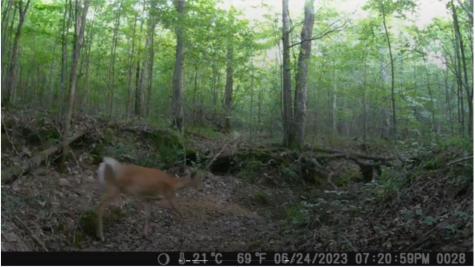 0 Ridgetop Road Hampshire TN 38461