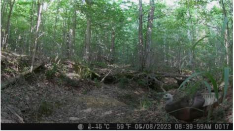 0 Ridgetop Road Hampshire TN 38461