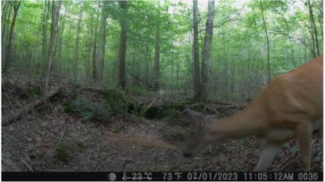 0 Ridgetop Road Hampshire TN 38461