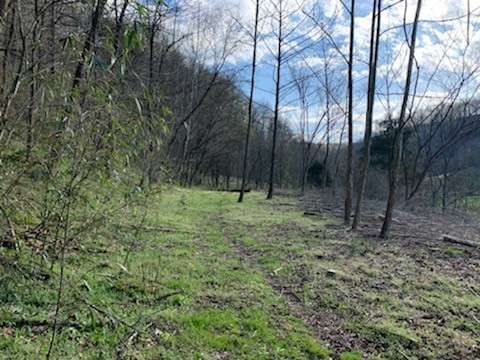 662 Wilmore Hollow Road Pleasant Shade TN 37145