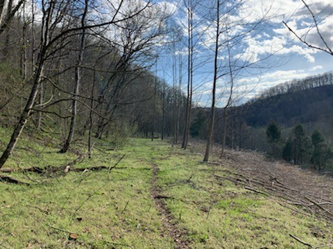 662 Wilmore Hollow Road Pleasant Shade TN 37145