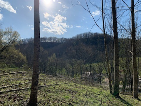662 Wilmore Hollow Road Pleasant Shade TN 37145