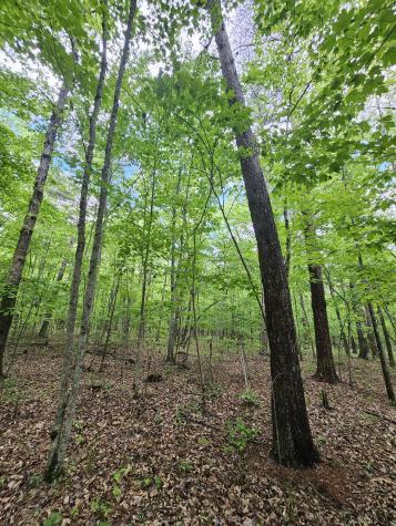 6 Beechwood Trail Coalmont TN 37313