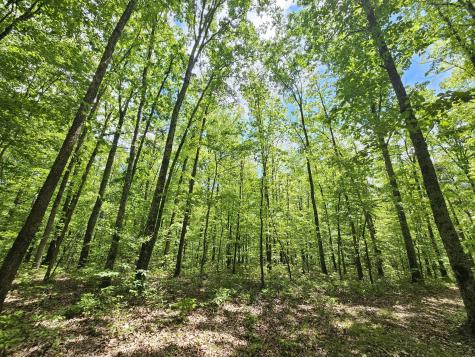 6 Beechwood Trail Coalmont TN 37313