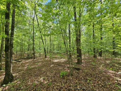 6 Beechwood Trail Coalmont TN 37313