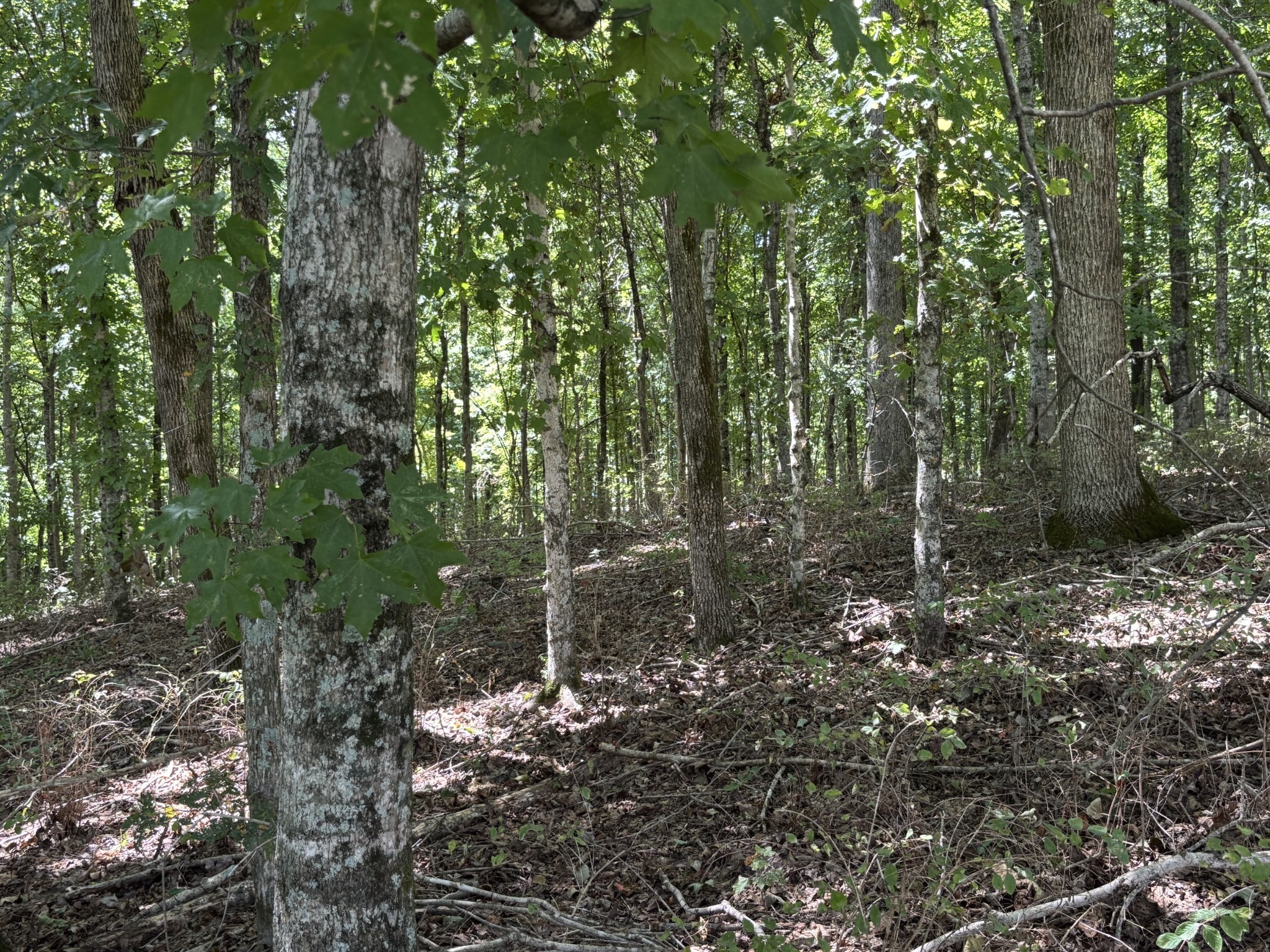 0 Middle Lick Creek Road Lyles TN 37098