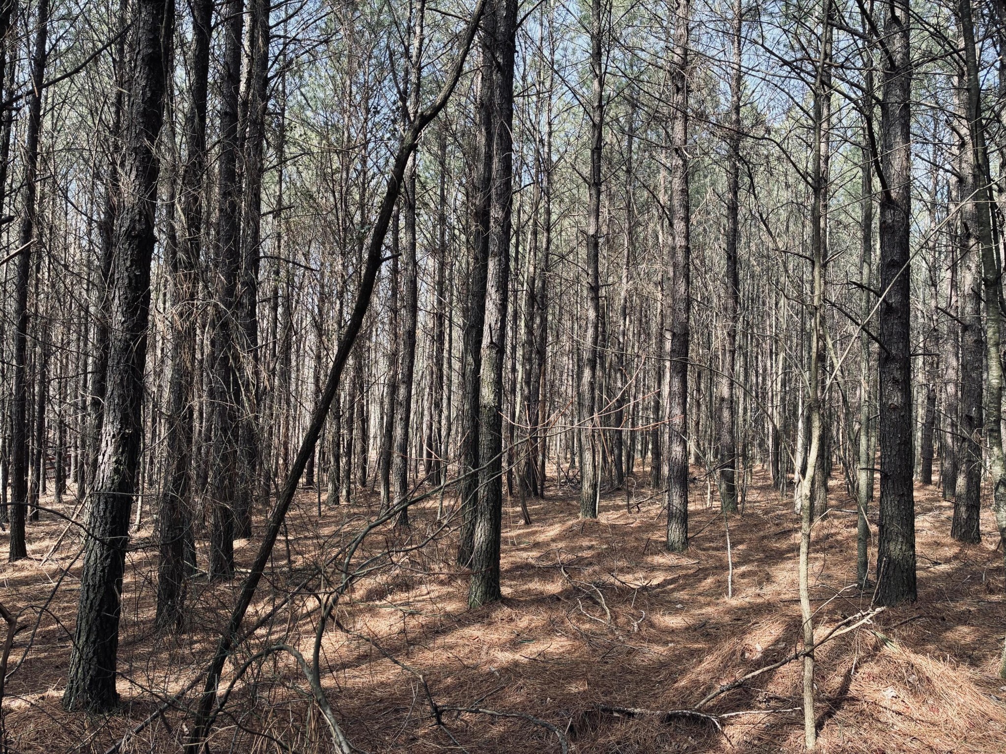 3290 Crockett Point Jasper TN 37347