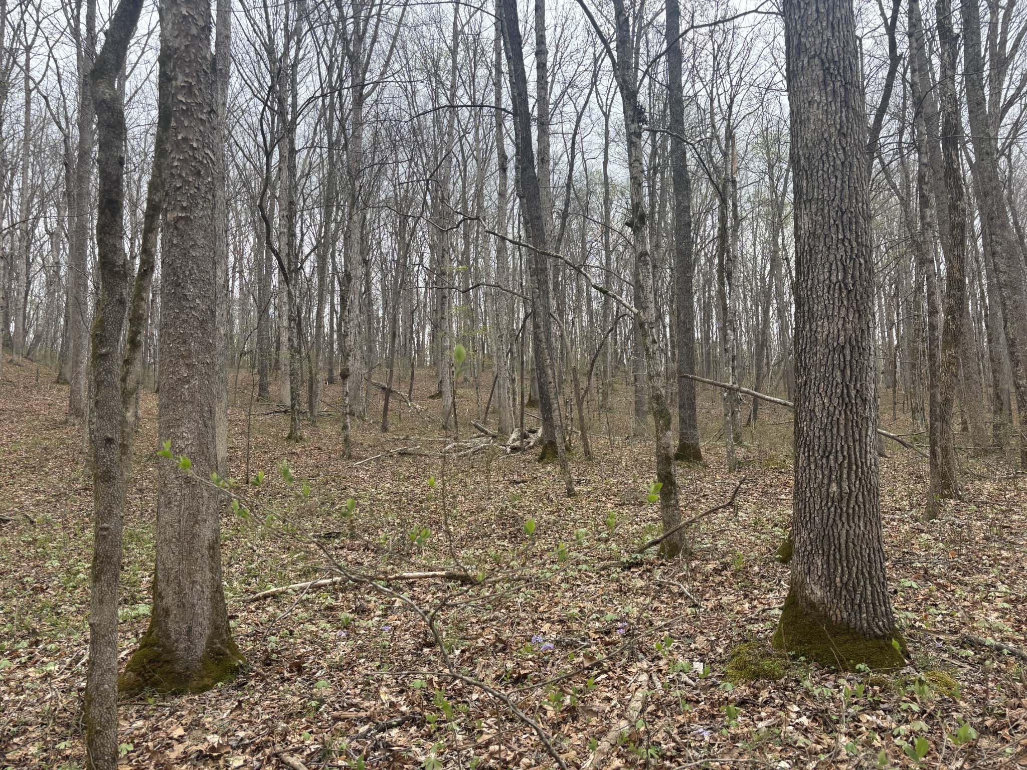 0 Crow Cut Road Fairview TN 37062