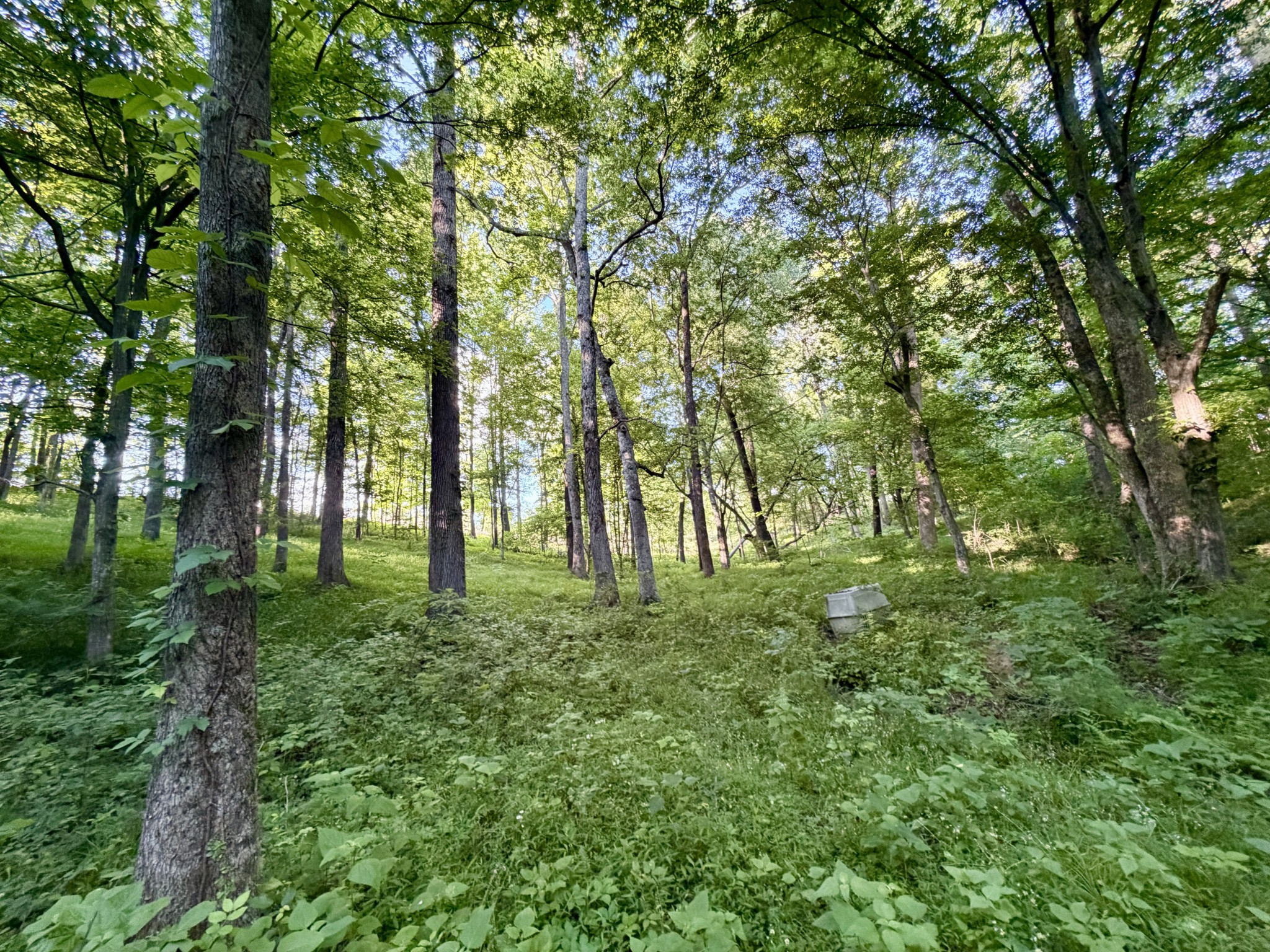 497 Rascaltown Road Loretto TN 38469