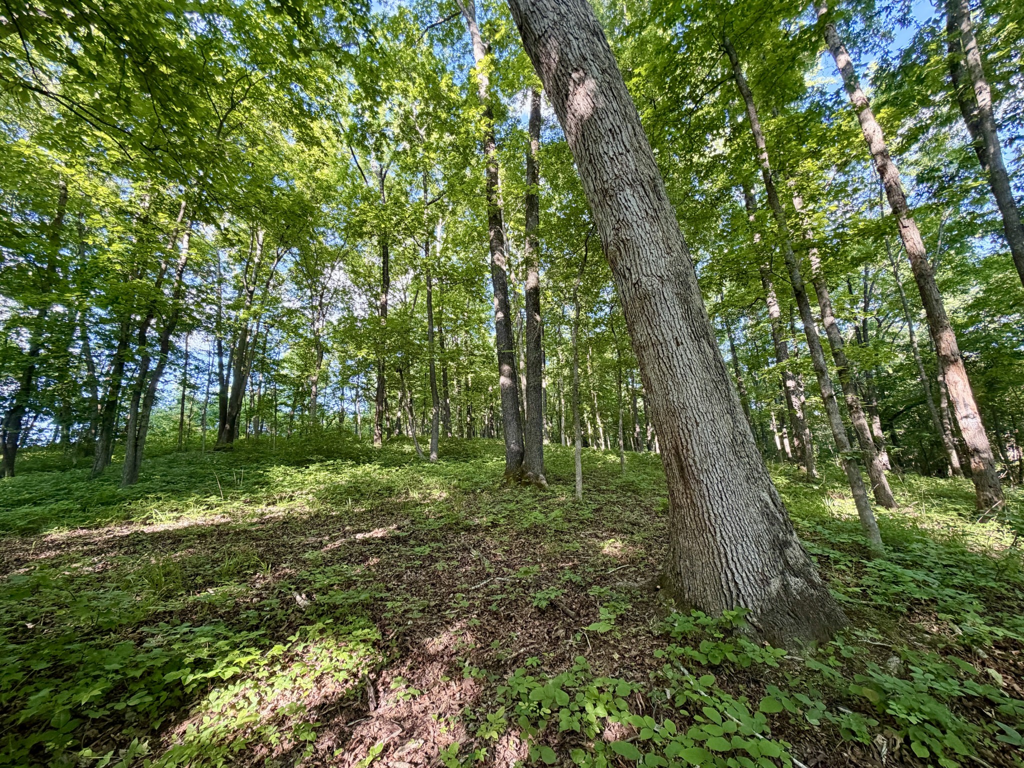 497 Rascaltown Road Loretto TN 38469