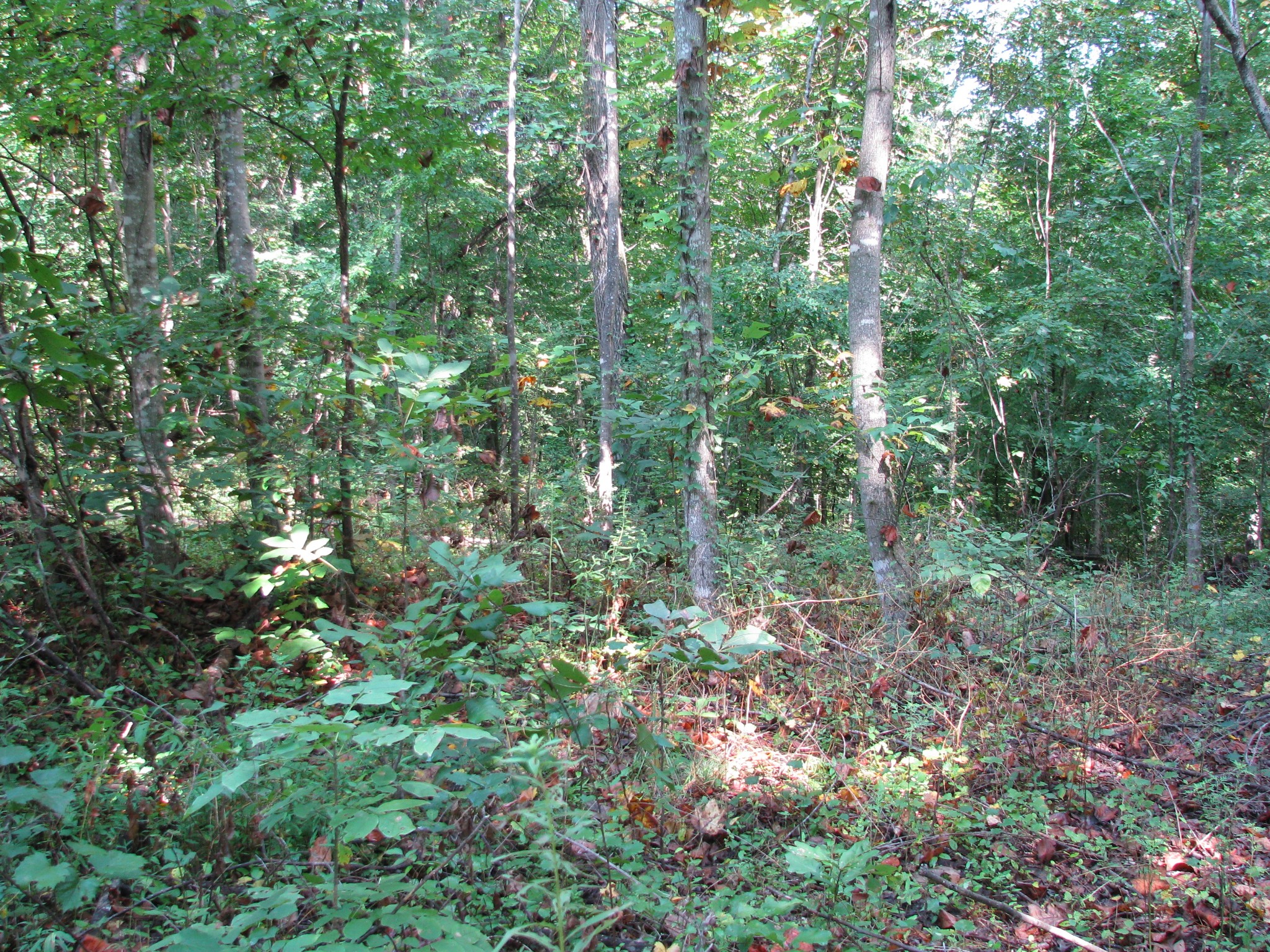 0 Sycamore Landing Road Waverly TN 37185