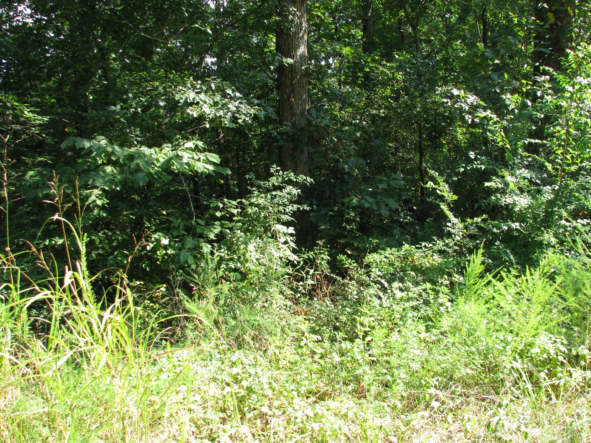 0 Sycamore Landing Road Waverly TN 37185