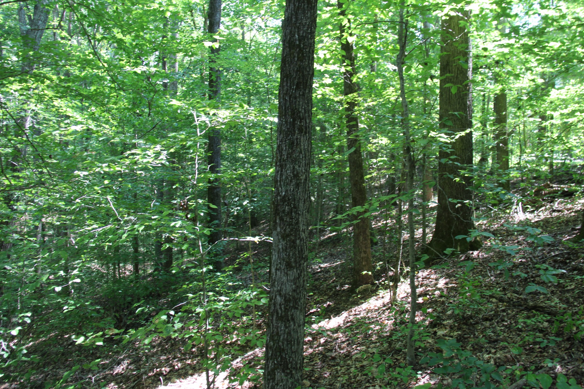 0 Jackson Cabin Road Kingston Springs TN 37082