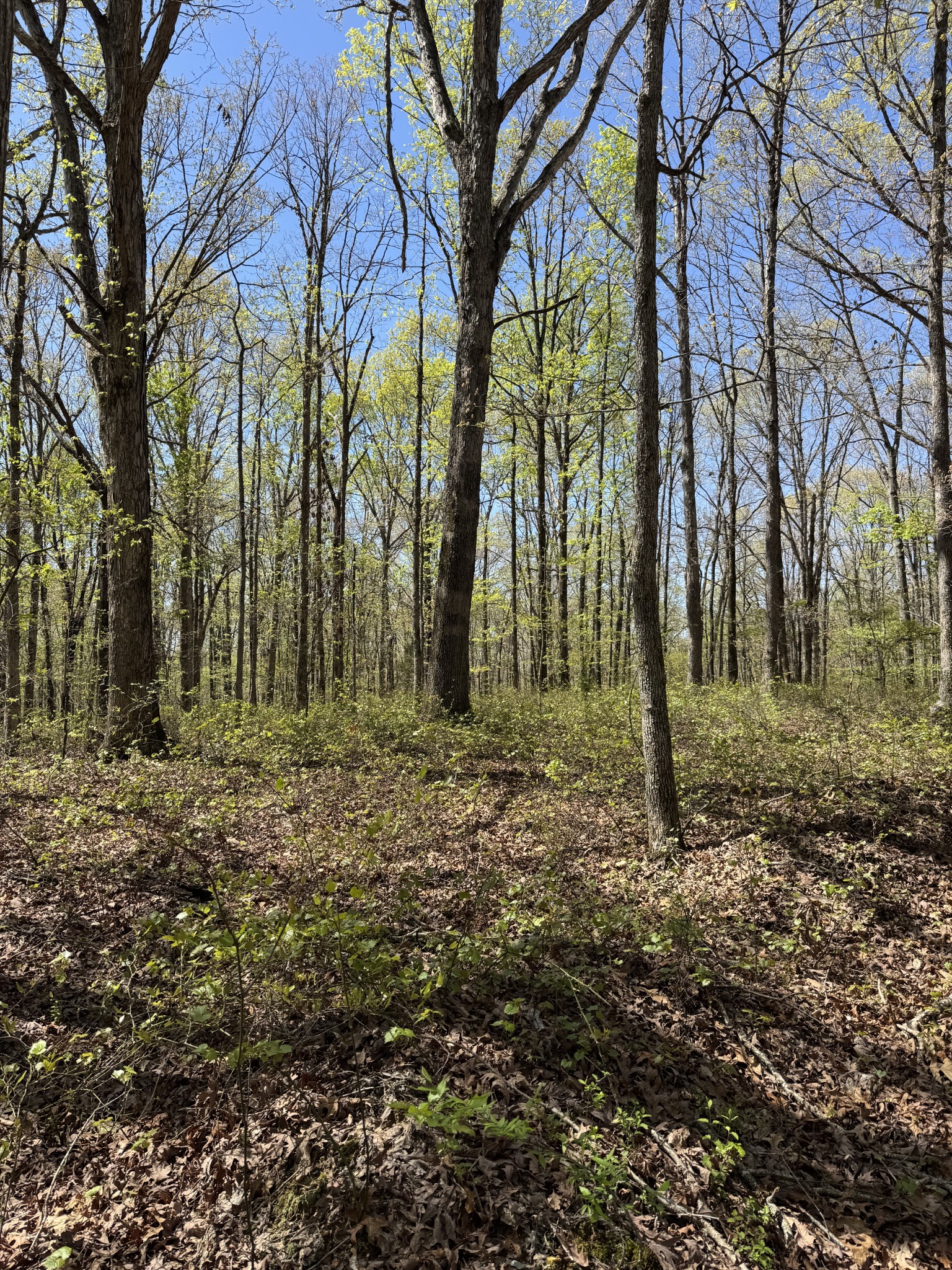 0 Indian Creek Road Mc Ewen TN 37101