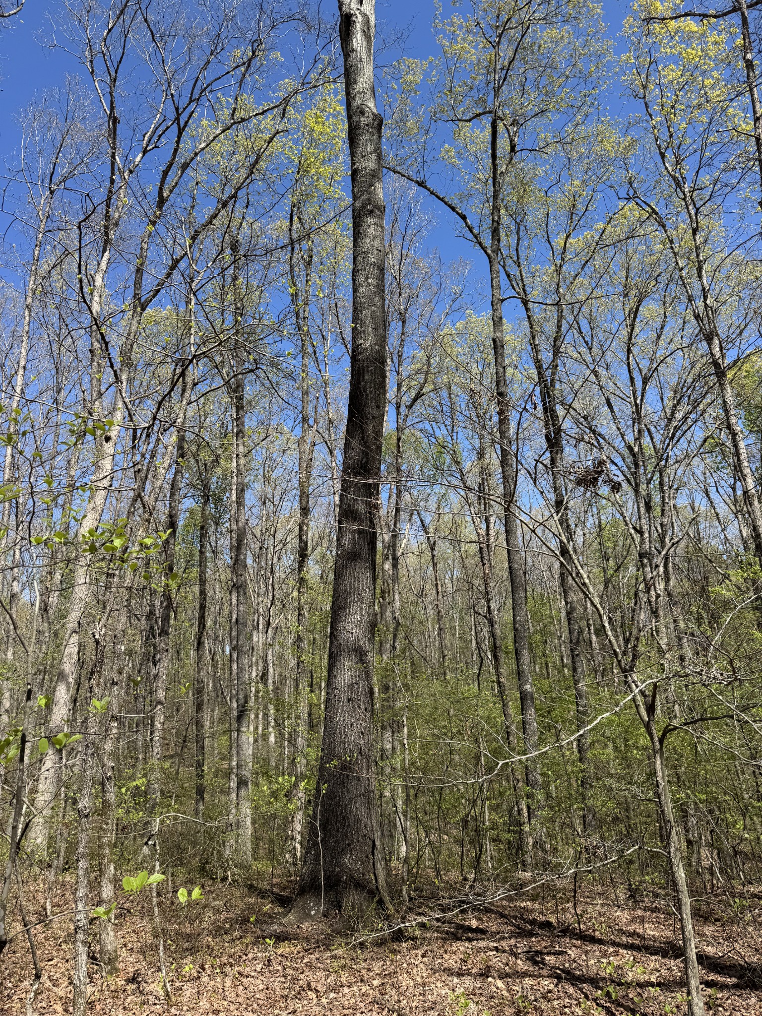 0 Indian Creek Road Mc Ewen TN 37101