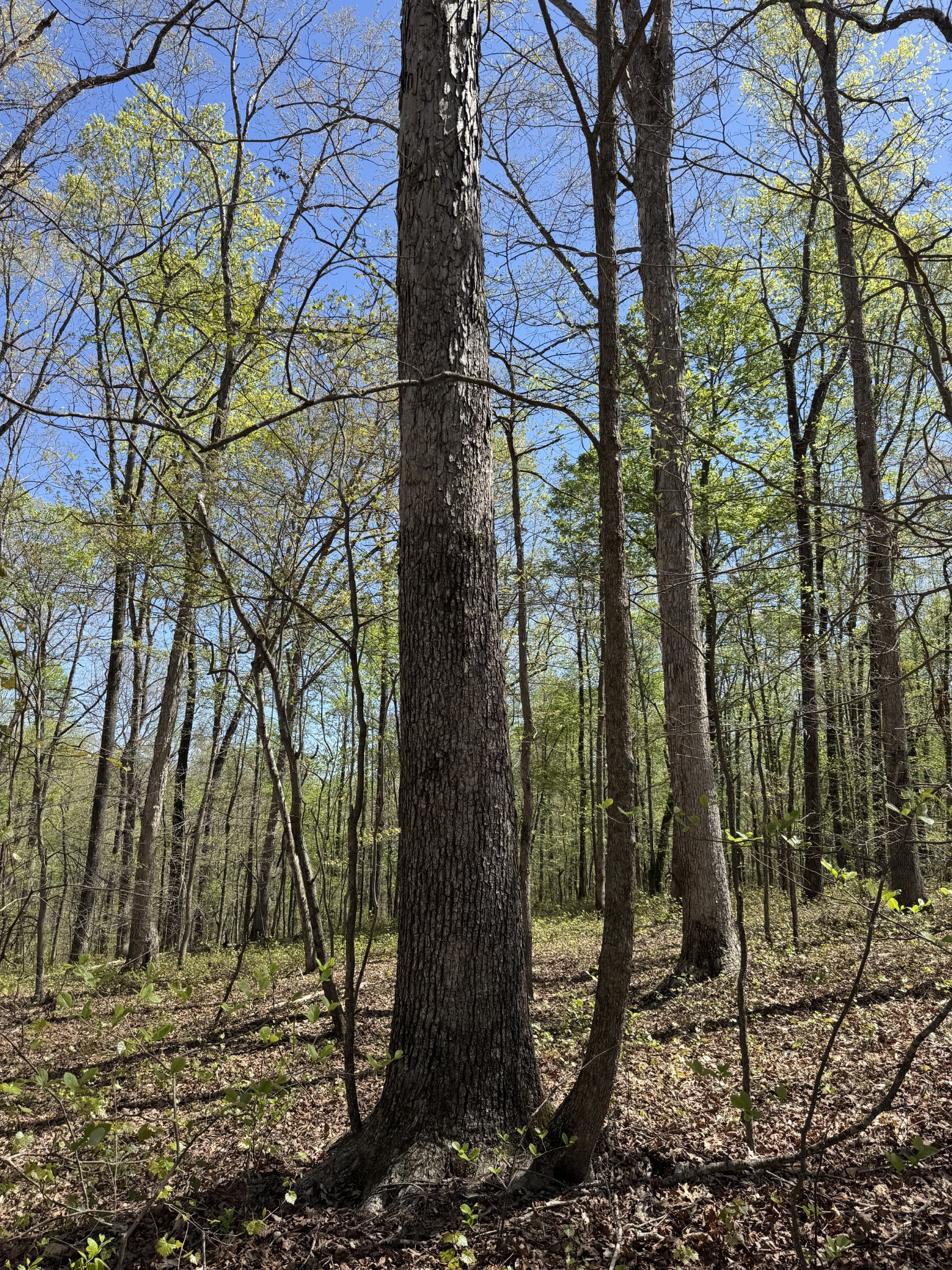 0 Indian Creek Road Mc Ewen TN 37101