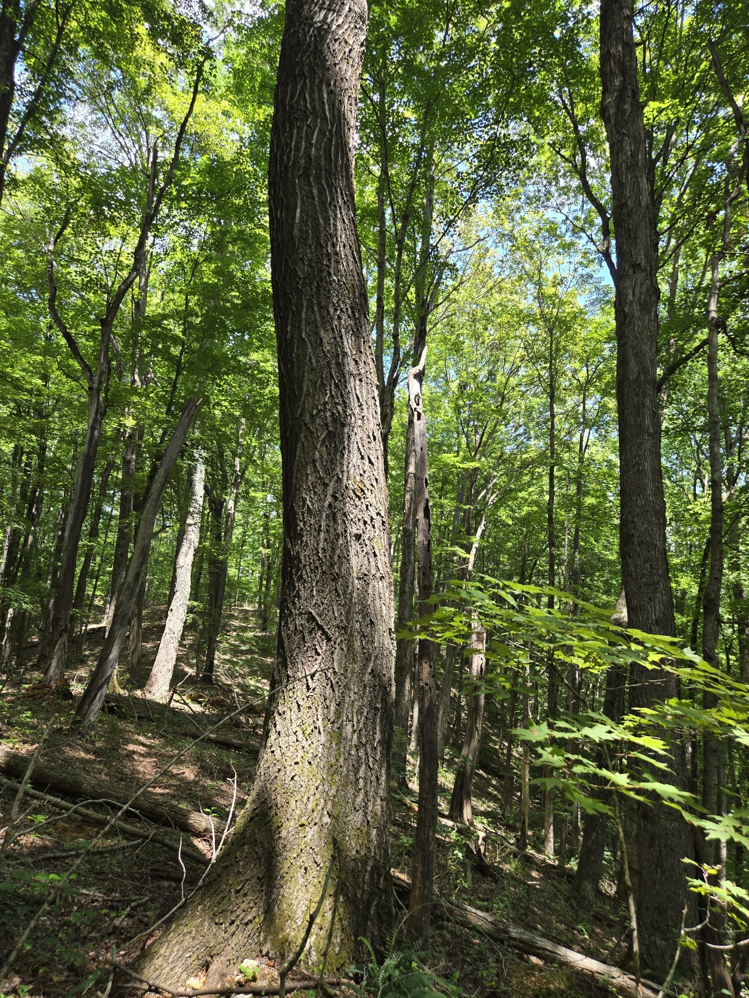16 Seals Hollow Road Woodbury TN 37190