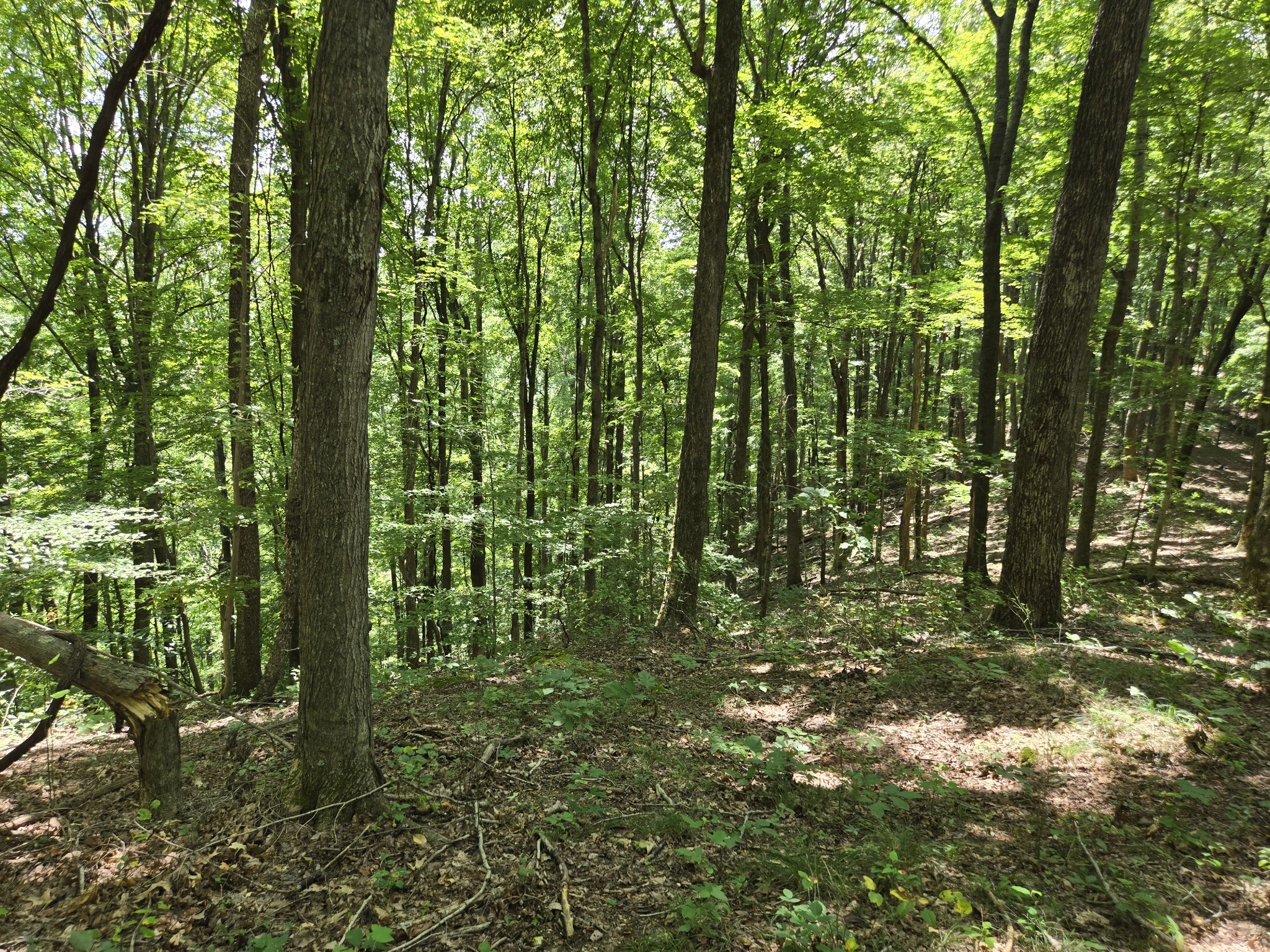 16 Seals Hollow Road Woodbury TN 37190