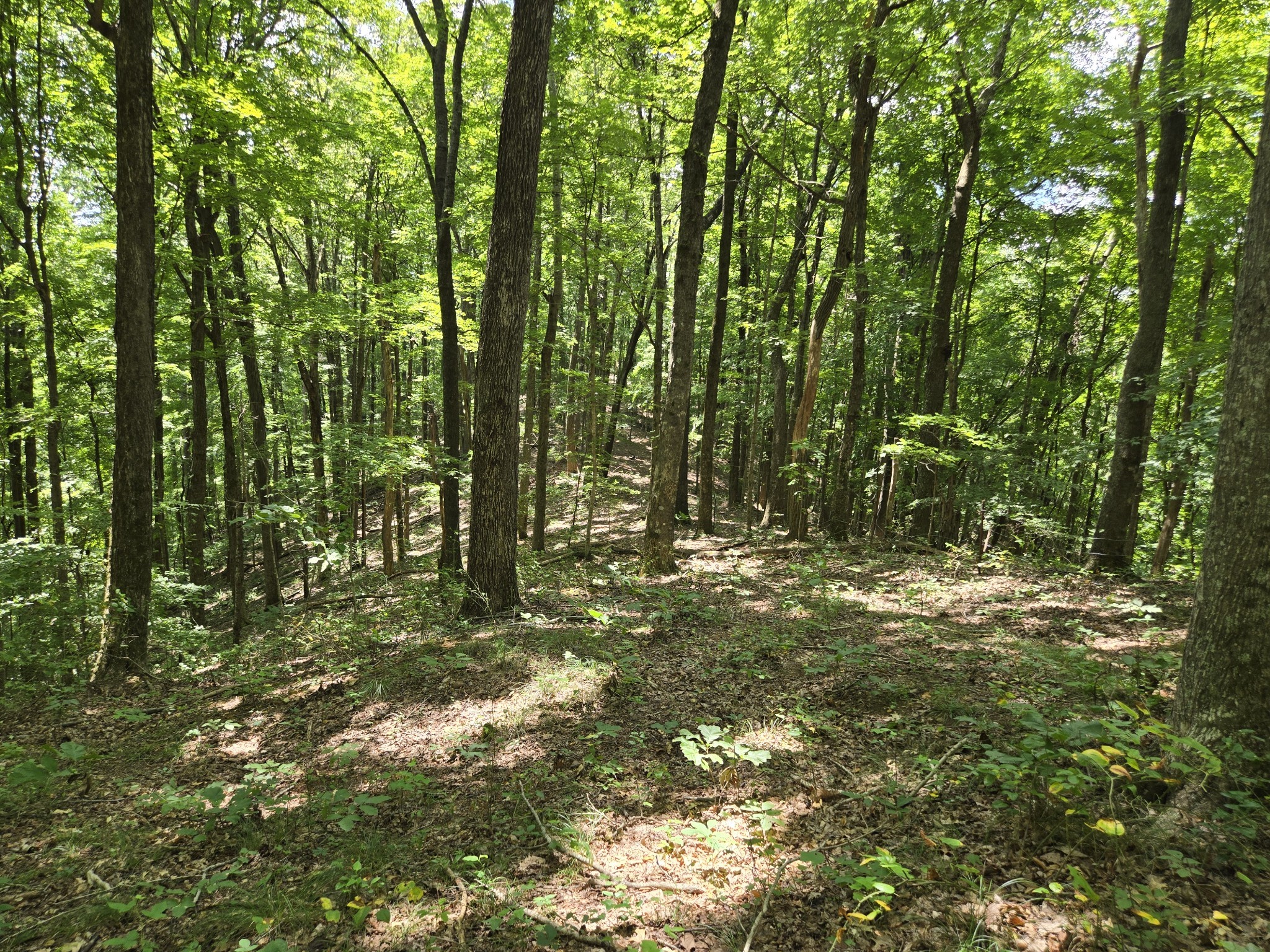 16 Seals Hollow Road Woodbury TN 37190