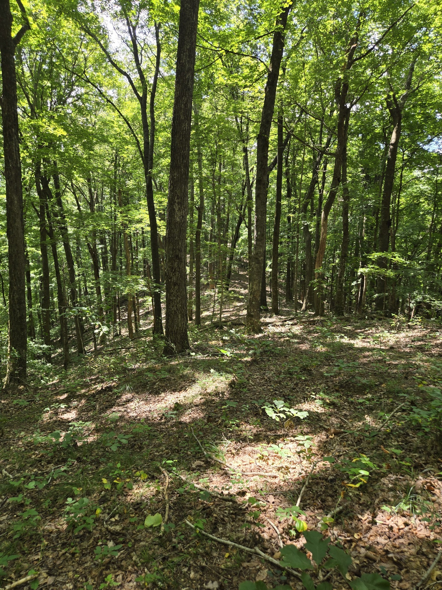 16 Seals Hollow Road Woodbury TN 37190