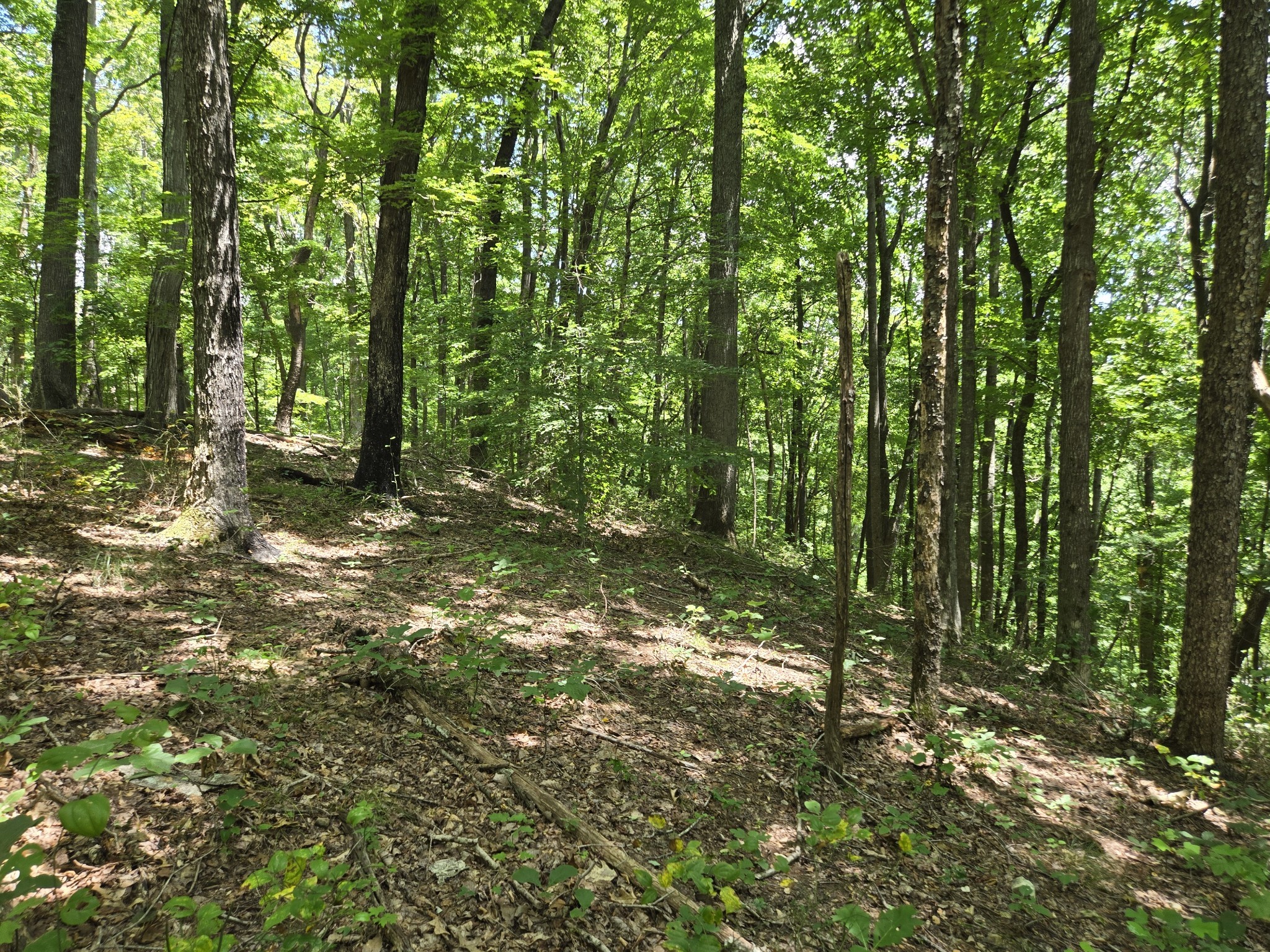 16 Seals Hollow Road Woodbury TN 37190