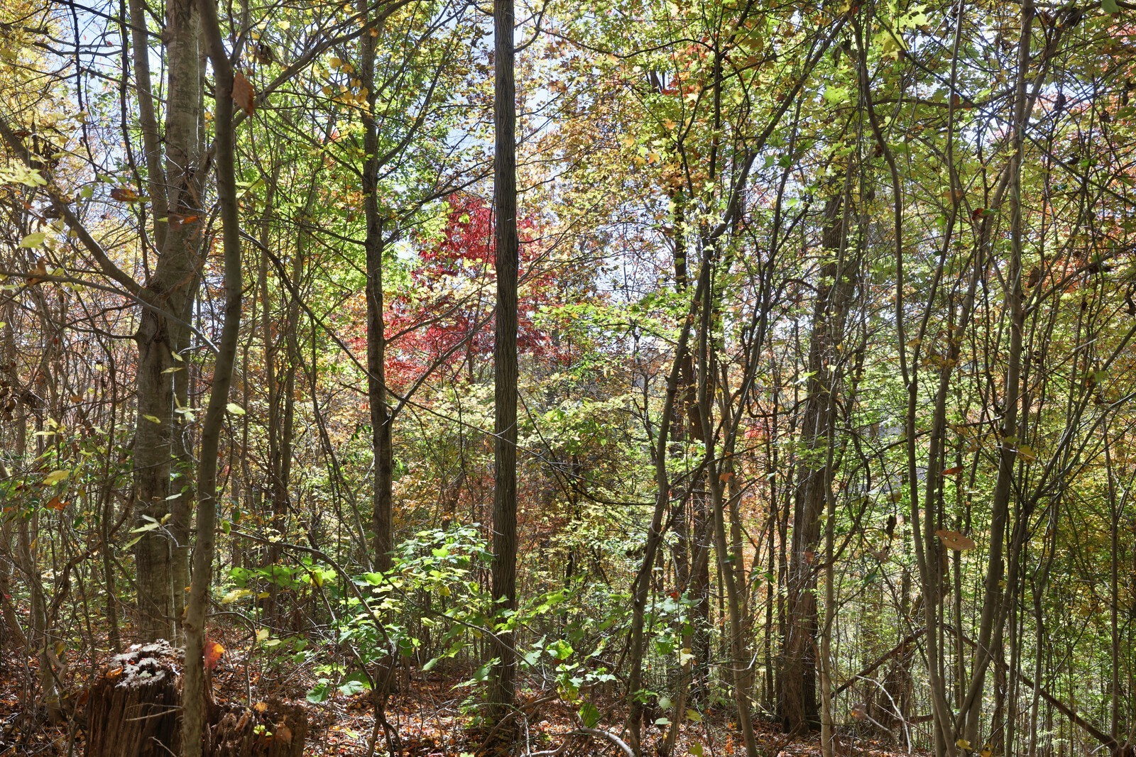 0 Smithville Highway Silver Point TN 38582